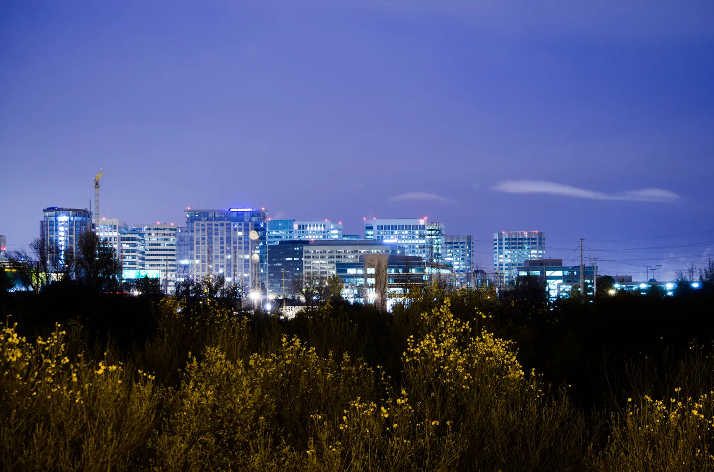 Downtown San Jose skyline glowing at night beyond dark brush
